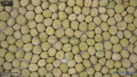 seed