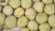 column seed