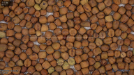 seed