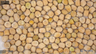 seed