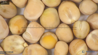 column seed