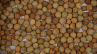 seed