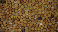 seed