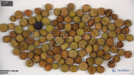 column seed
