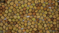seed