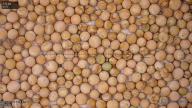 column seed