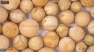 column seed