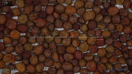 seed