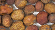 column seed