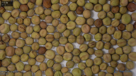 seed