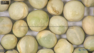 column seed