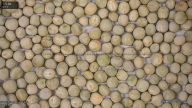 seed