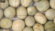 column seed
