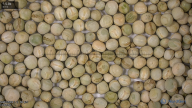 seed