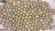column seed