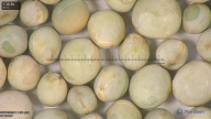 column seed