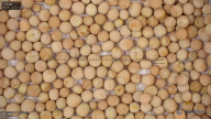 seed