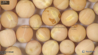 column seed