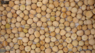 seed