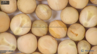column seed