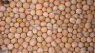 column seed