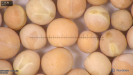 column seed