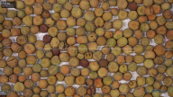 column seed