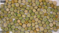 column seed