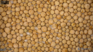 seed