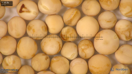 column seed