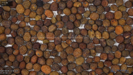 seed