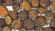 column seed