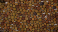seed