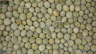 seed