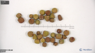 seed