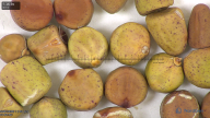 column seed