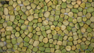 seed