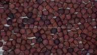 seed