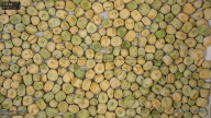 seed