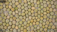 seed