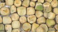 column seed