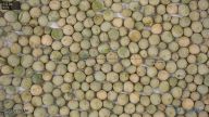 seed