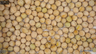 seed