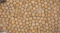 seed