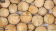 column seed
