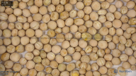 seed