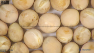 column seed