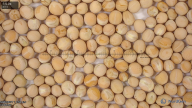 seed