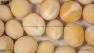 column seed