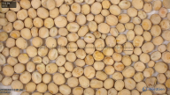 seed